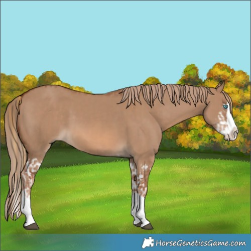 Horse Color:Red Dun Splash  and Red Dun Splash 