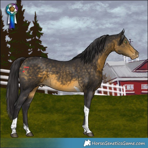 Horse Color:Buckskin Tobiano Varnish 