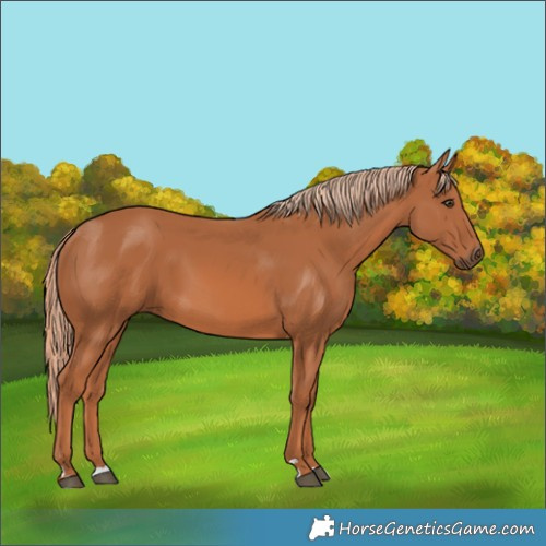 Horse Color:Unknown 