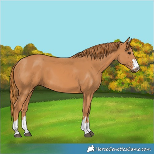 Horse Color:Unknown 