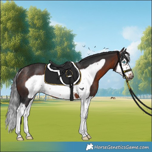 Horse Color:Brown Splash Frame Rabicano 