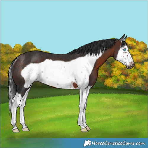 Horse Color:Brown Splash Frame Rabicano 