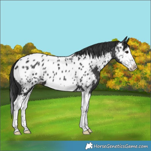 Horse Color:Black Splash Near Leopard