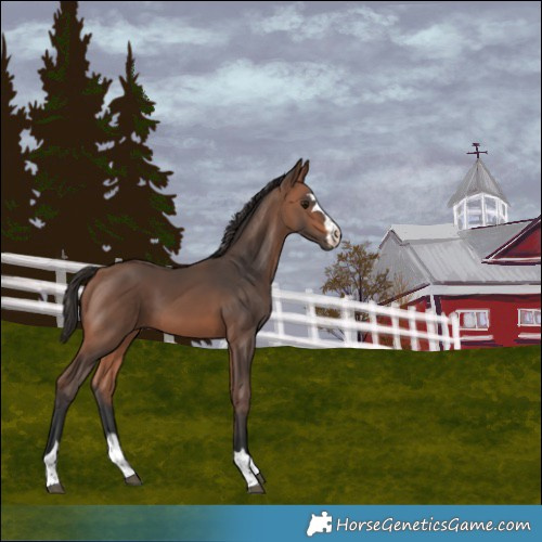 Horse Color:Bay Mushroom