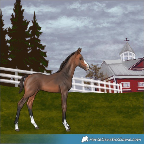 Horse Color:Bay Mushroom Varnish 