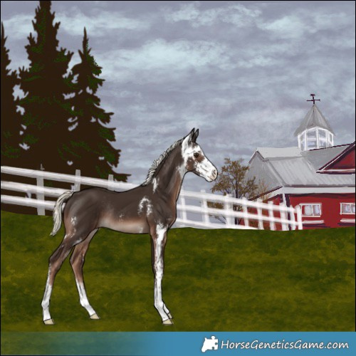 Horse Color:Liver Chestnut Mushroom Sabino Rabicano 