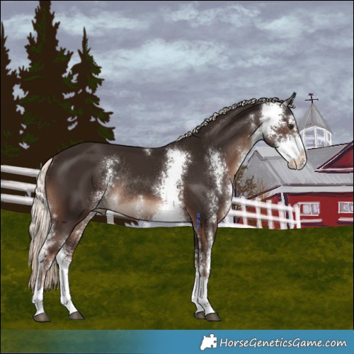 Horse Color:Liver Chestnut Mushroom Sabino Rabicano 