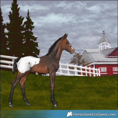 Horse Color:Bay Mushroom Snowcap