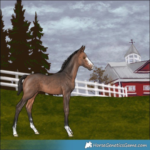 Horse Color:Bay Mushroom