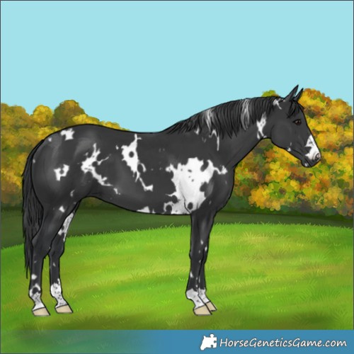 Horse Color:White Spotted Black 