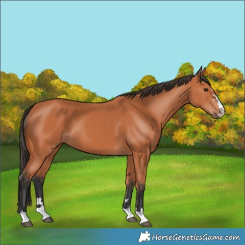 Horse Color:Bay 