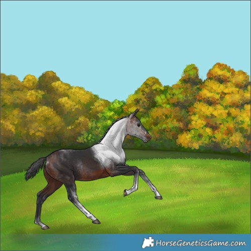 Horse Color:Brown Tobiano Rabicano