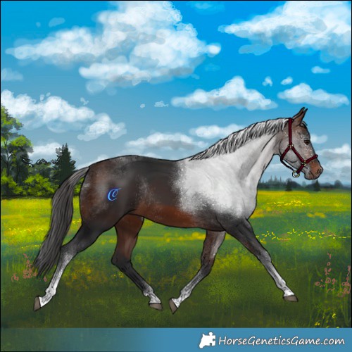 Horse Color:Brown Tobiano Rabicano