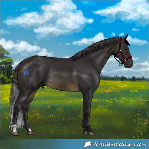 Horse Color:Buckskin Rabicano 