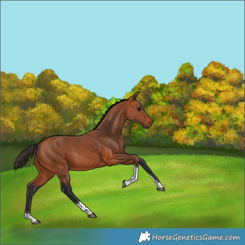 Horse Color:Bay Tobiano