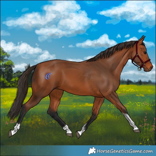 Horse Color:Bay Tobiano 
