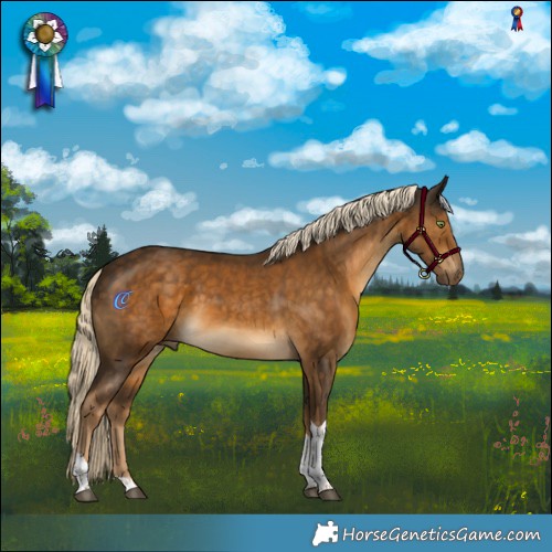 Horse Color:Chocolate Palomino Tobiano Rabicano