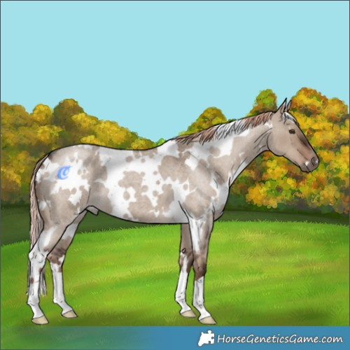 Horse Color:White Spotted Liver Red Dun Roan 