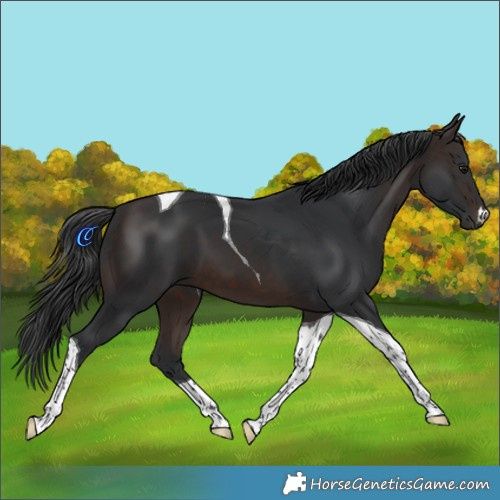 Horse Color:Brown Tobiano 