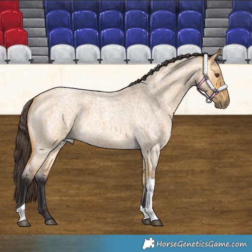 Horse Color:Buckskin Roan Dun Tobiano
