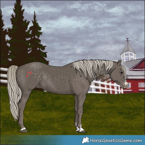 Horse Color:Silver Smoky Black Varnish Rabicano