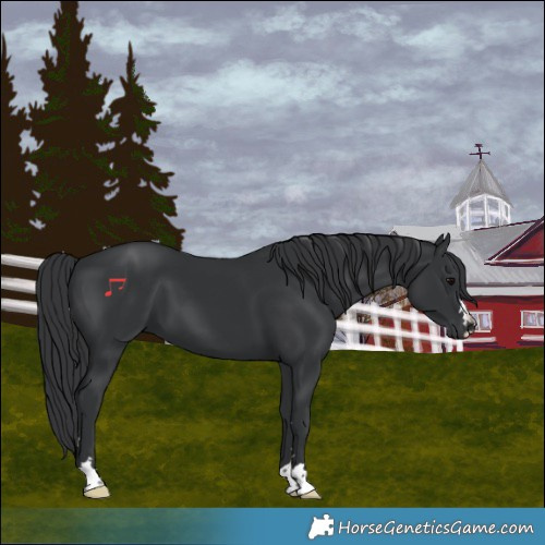 Horse Color:Black 