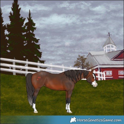 Horse Color:Bay Splash Varnish