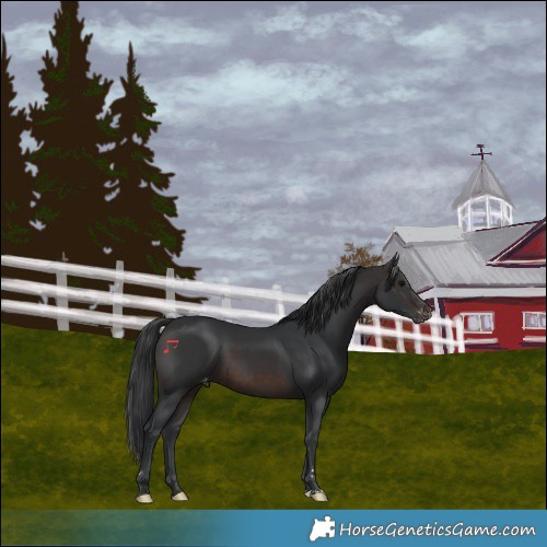 Horse Color:Brown Varnish 