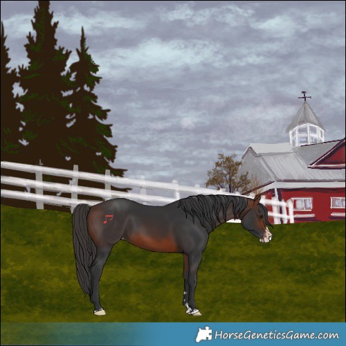 Horse Color:Brown Splash Varnish 