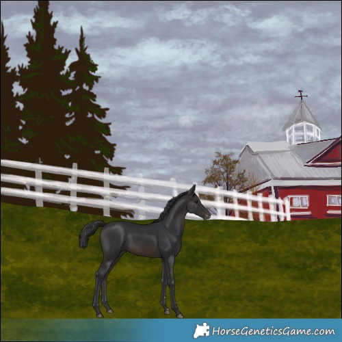 Horse Color:Brown Varnish