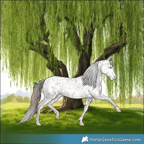 Horse Color:White Spotted Amber Champagne Leopard 