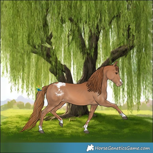 Horse Color:Chestnut Varnish