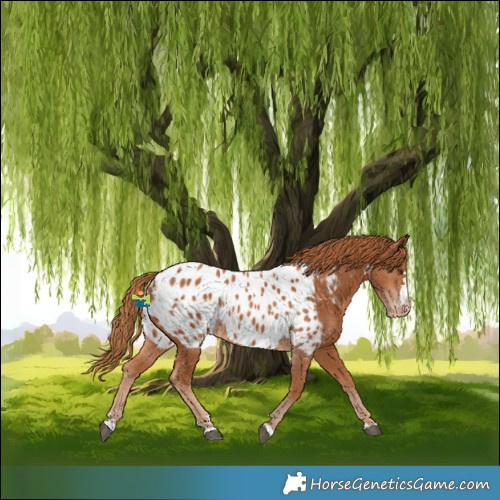 Horse Color:Chestnut Near Leopard 