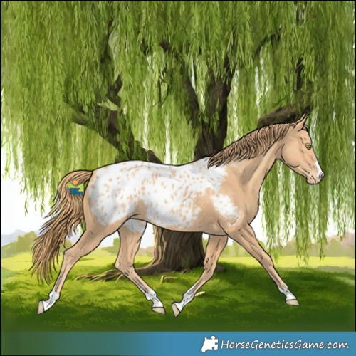 Horse Color:Gold Champagne Blanket