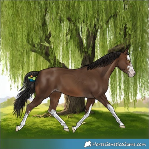 Horse Color:Gray White Spotted Sable Champagne 