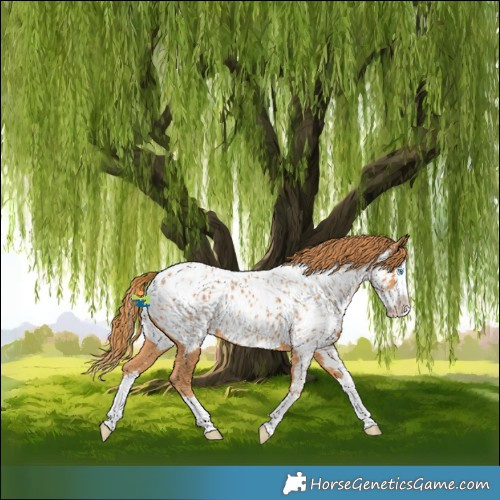 Horse Color:Chestnut Splash Near Leopard Rabicano 