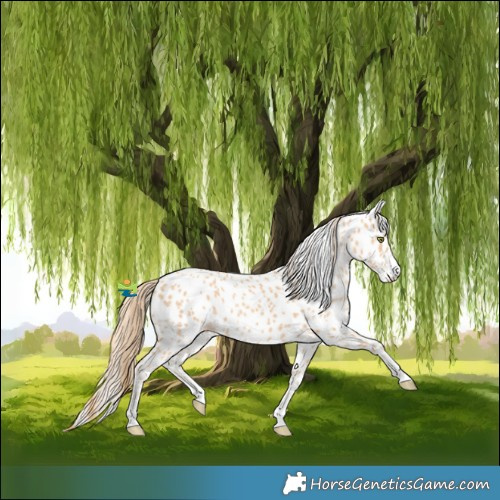 Horse Color:Gold Champagne Leopard