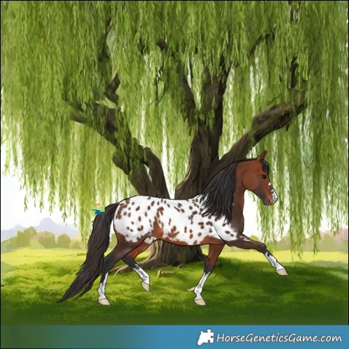 Horse Color:Bay Blanket 