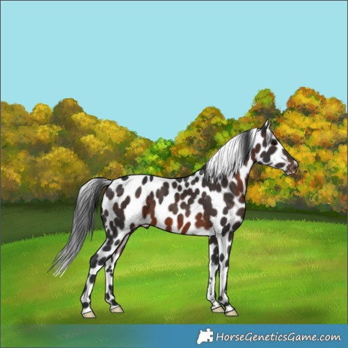 Horse Color:Brown Skewed LP Spotted 