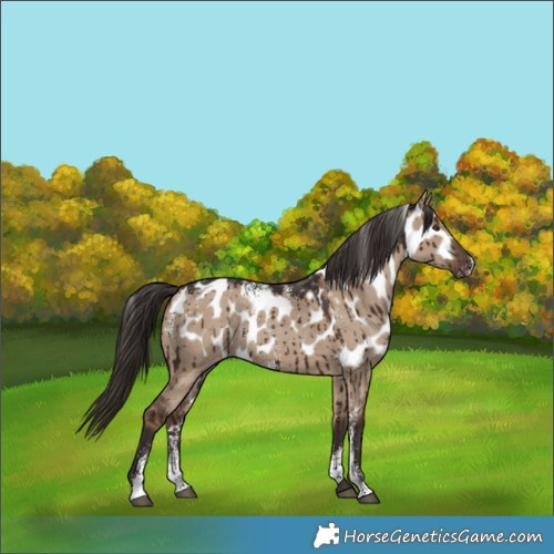 Horse Color:Powder White Liver Red Dun Skewed LP Spotted Brindle