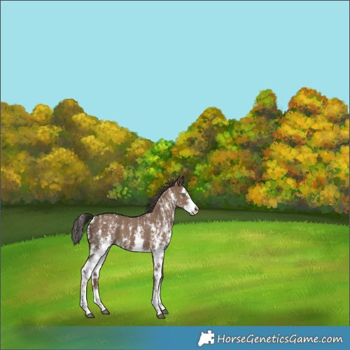 Horse Color:Liver Red Dun Sabino 