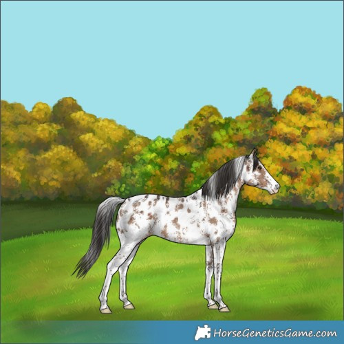 Horse Color:Liver Red Dun Sabino Skewed LP Spotted Brindle 