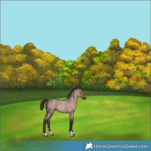 Horse Color:Liver Red Dun Roan Brindle 
