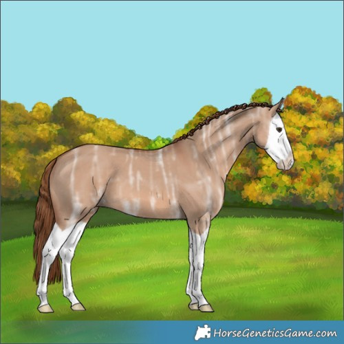 Horse Color:Red Dun Ice Splash 