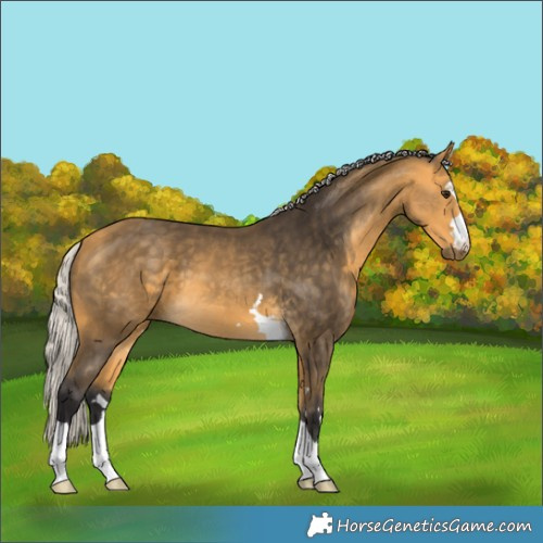 Horse Color:Silver Buckskin 