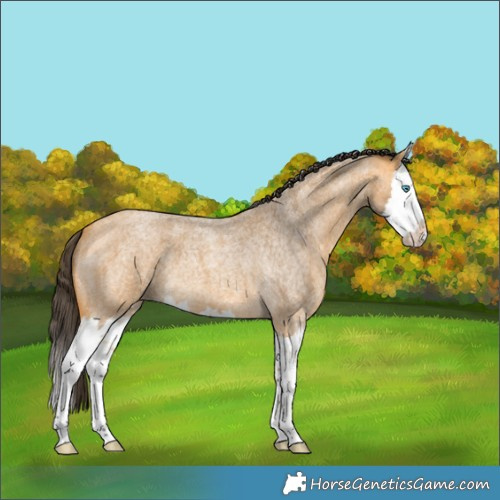 Horse Color:Buckskin Roan Splash 
