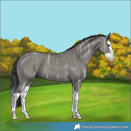 Horse Color:Grullo Ice Splash