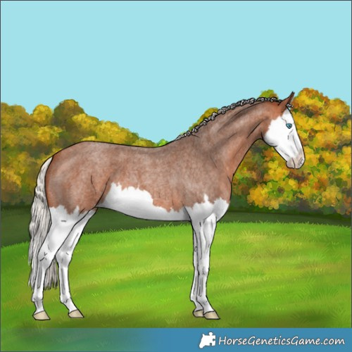 Horse Color:Silver Bay Roan Splash 