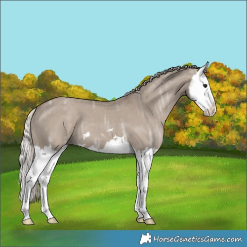 Horse Color:Silver Grullo Ice Splash 