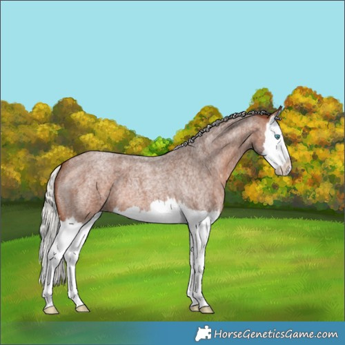 Horse Color:Silver Brown Roan Splash 